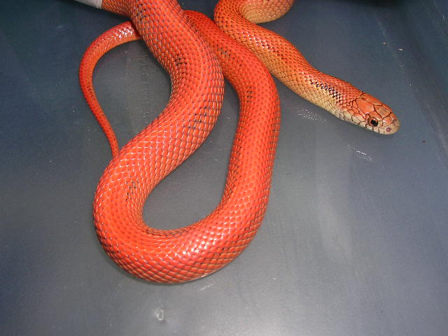 Orange  sire