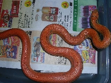orange sire 2