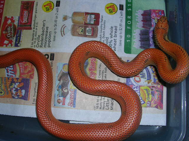 orange sire 2