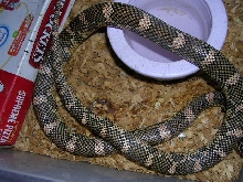 zenny