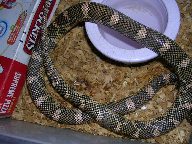 zenny