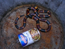 in can