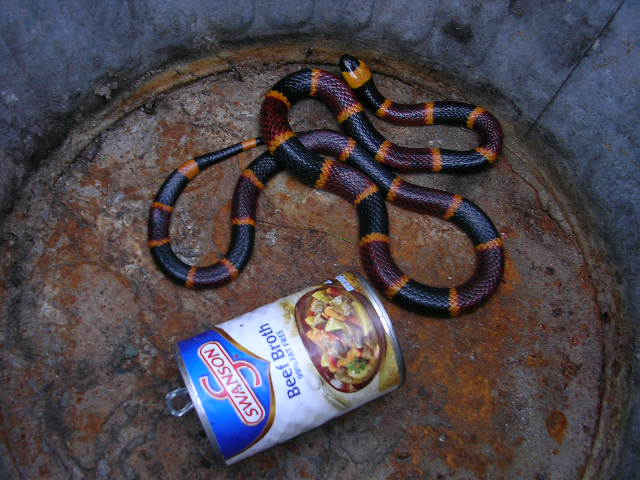 in can