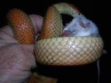hypo cross