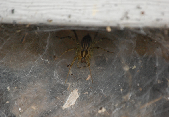 Funnel Spider? Wolf Spider? What Is It?
