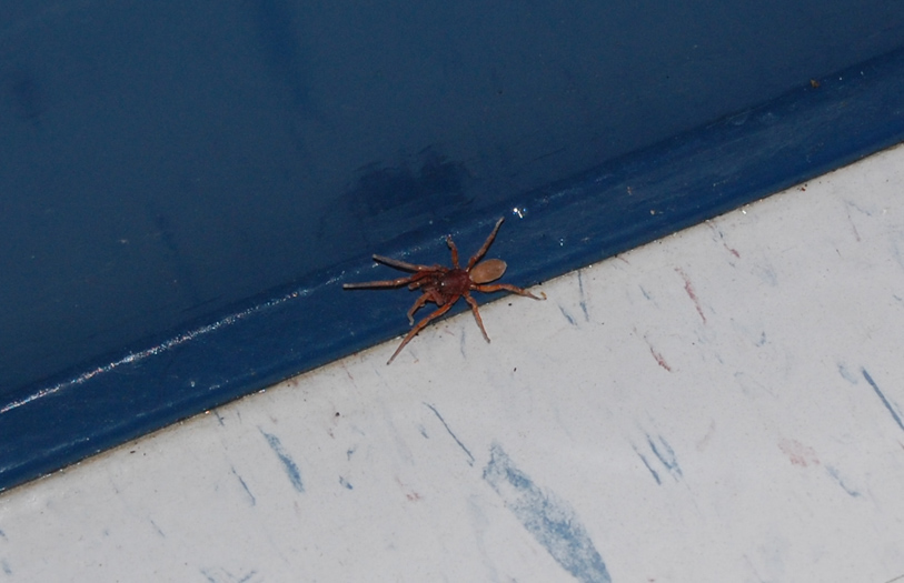 Unknown Spider