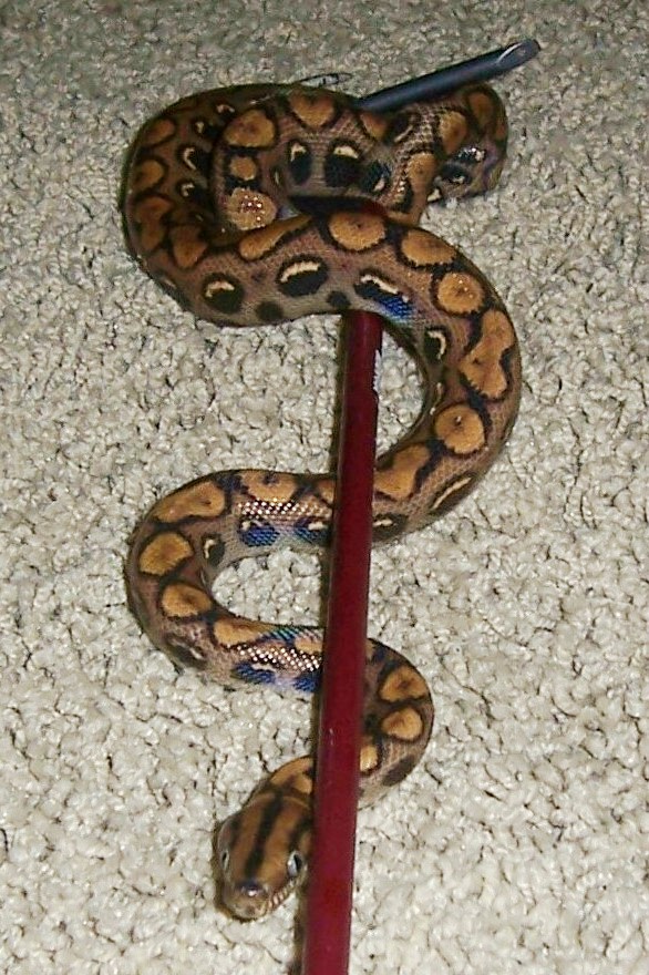 Roxy-06' female pic #1