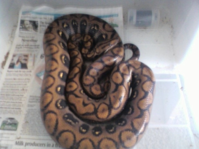 gravid