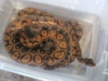 gravid 2