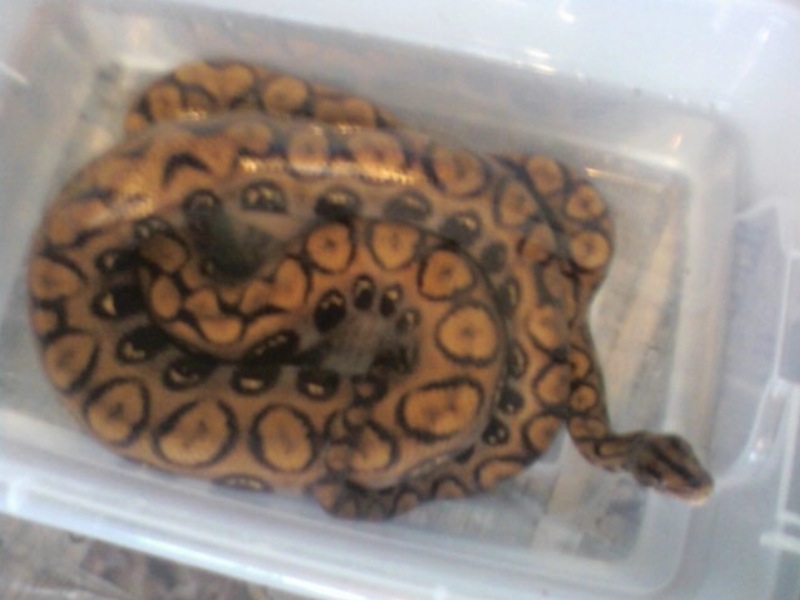 gravid 2