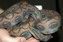 Nice 06 Female