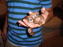 Brazilian Rainbow Boa 2008