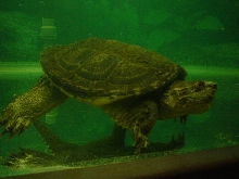 male common snapper