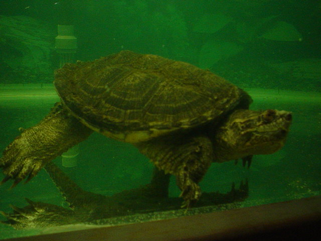 male common snapper