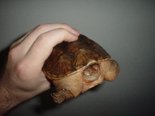 female common snapper (male's sibling)