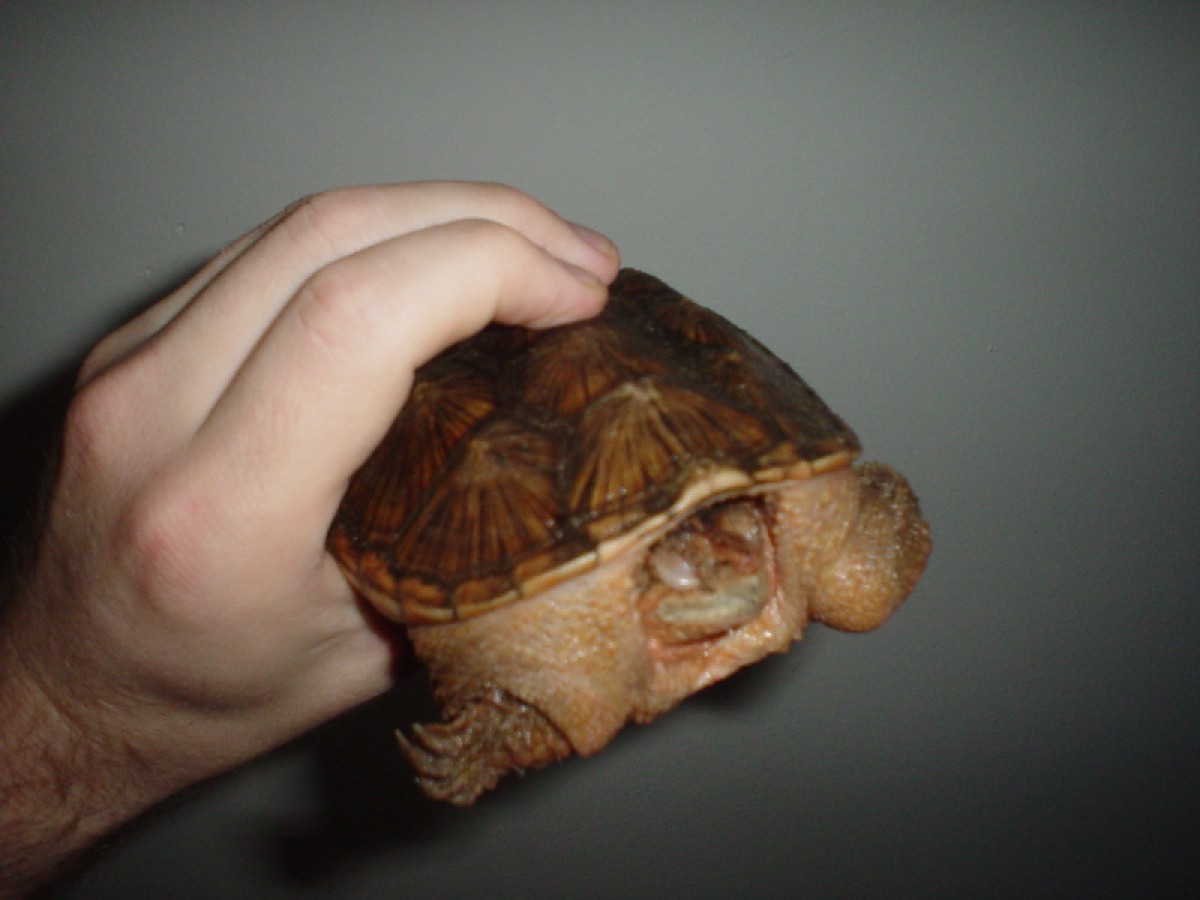 female common snapper (male's sibling)