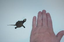 baby common snapper