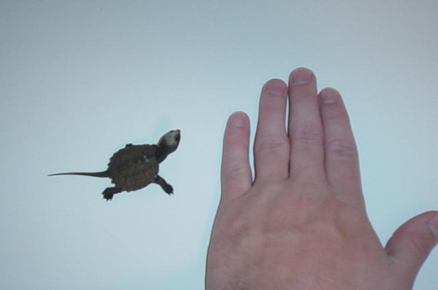 baby common snapper