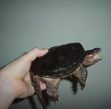 male common snapper