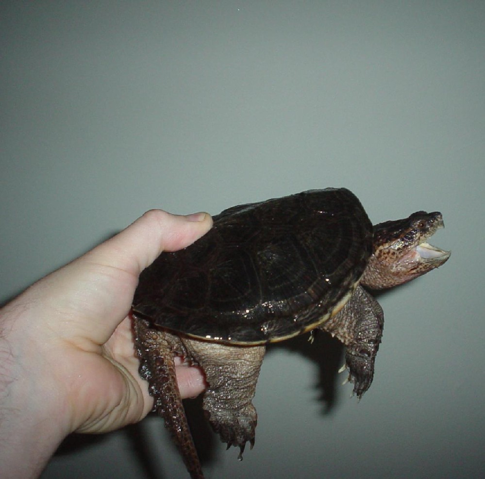 male common snapper