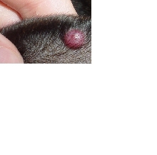 Paige's Ear 1