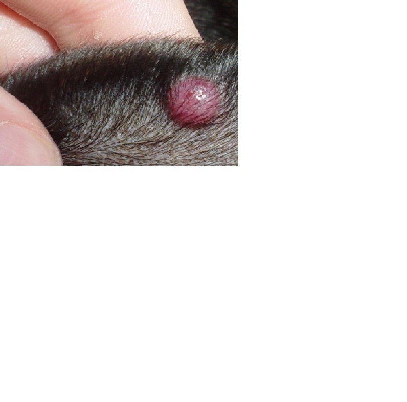 Paige's Ear 1