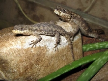 Cordylus cf. ukingensis