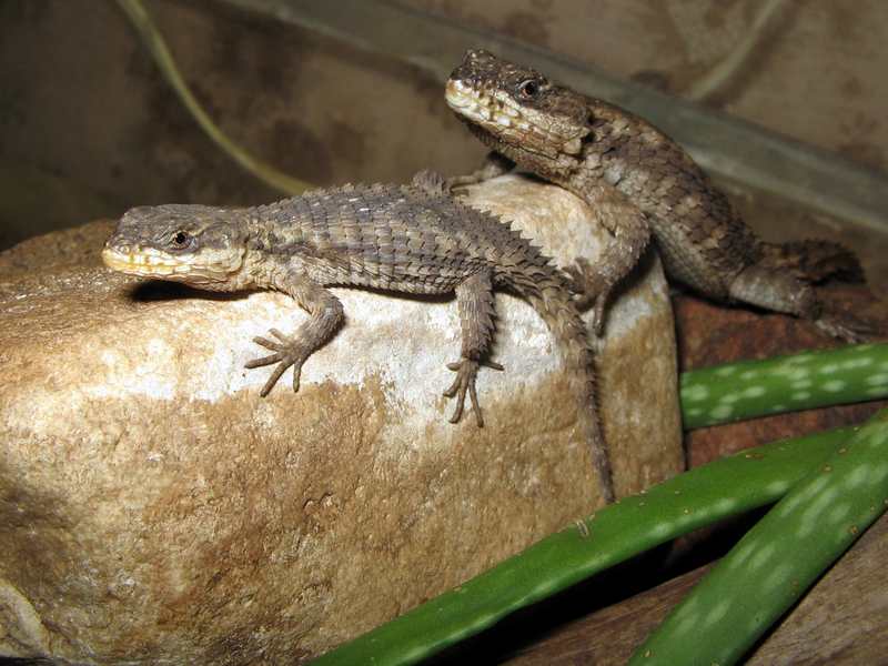 Cordylus cf. ukingensis