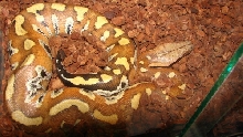 python brongersmai