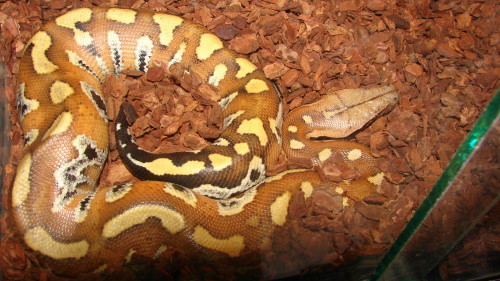 python brongersmai