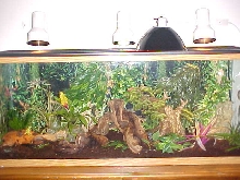home to 8 Anoles