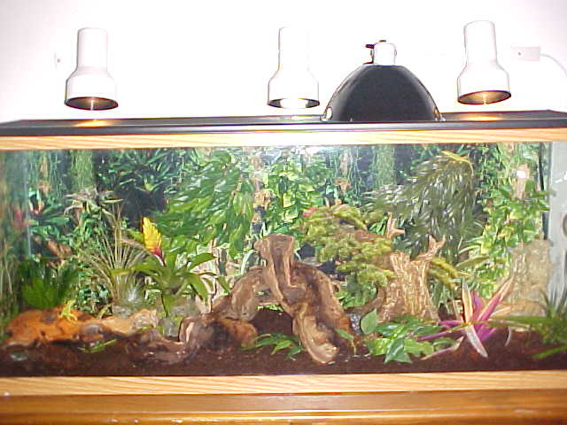 home to 8 Anoles