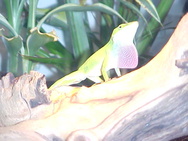 My male Anole