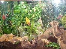 Anole home