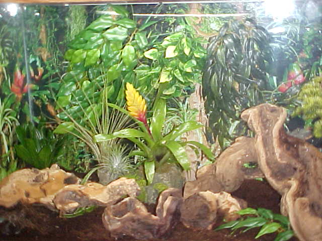 Anole home