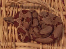 Diamond Hypo 4-4--08