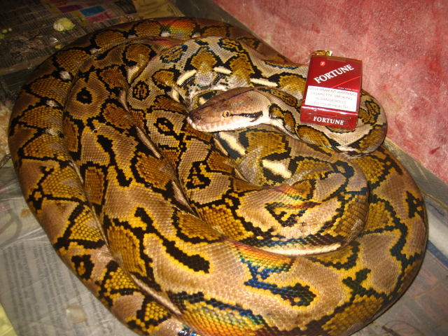 BOMBA