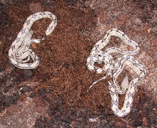 3 Hueco Canyon suboc hatchlings