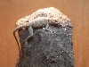 BANDED ROCK LIZARD BASKING