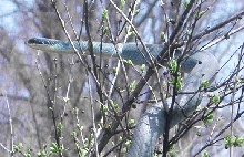 Blue racer profile