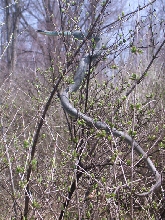 Blue Racer in bush