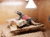 Cookie Monster chuckwalla