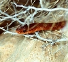 Clifton's Barred Racer