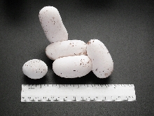 YELLOW RATSNAKE EGG NEXT TO SUBOC EGGS