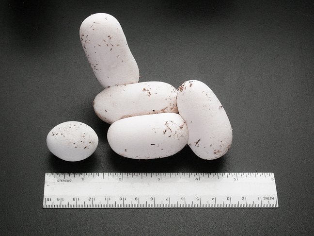 YELLOW RATSNAKE EGG NEXT TO SUBOC EGGS
