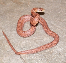 EVERGLADES RAT HATCHLING 6 MONTHS OLD