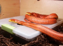 EVERGLADES RATSNAKE PAIR