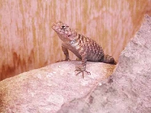 GRANITE SPINY HATCHLING