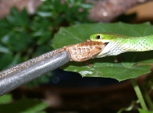 Green snake taking cricket from tongs