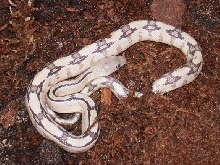 Hueco Canyon suboc hatchling